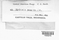 Xylaria pumila image